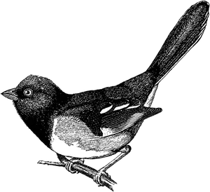 Vintage Blackand White Bird Illustration PNG image