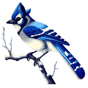 Vintage Blue Jay Illustration PNG 22