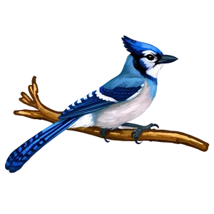 Vintage Blue Jay Illustration Png Fmy80 PNG image