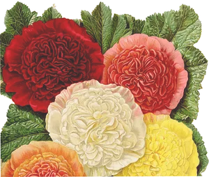 Vintage_ Botanical_ Illustration_ Begonias