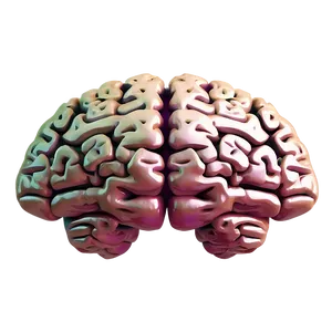 Vintage Brain Illustration PNG 04292024
