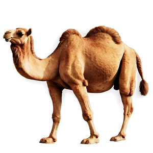 Vintage Camel PNG 05212024
