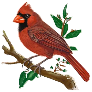 Vintage Cardinal Drawing Png 05242024 PNG image
