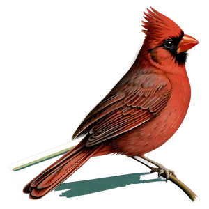 Vintage Cardinal Illustration PNG 14 PNG