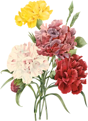 Vintage Carnation Floral Illustration PNG