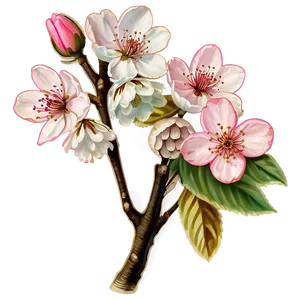 Vintage Cherry Blossom Illustration PNG 05032024