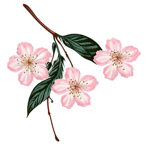 Vintage Cherry Blossom Illustration PNG Jkb
