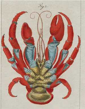 Vintage Crayfish Illustration PNG image