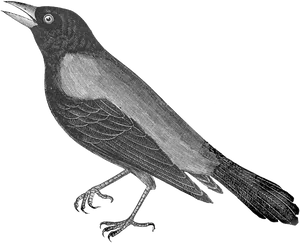 Vintage Crow Illustration