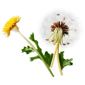 Vintage Dandelion PNG 38 PNG