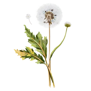 Vintage Dandelion PNG 76 PNG