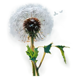 Vintage Dandelion PNG Eke PNG
