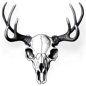 Vintage Deer Skull Sketch Png 06132024 PNG image