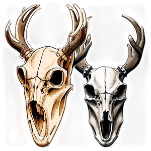 Vintage Deer Skull Sketch Png 06132024 PNG image