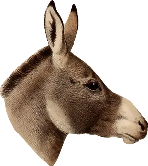 Vintage Donkey Portrait PNG image