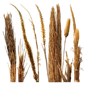 Vintage Dry Grass Png 30 PNG image