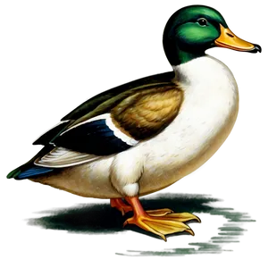 Vintage Duck Illustration PNG 98