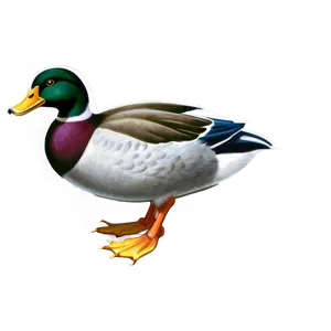 Vintage Duck Illustration PNG Usc