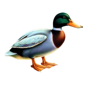 Vintage Duck Illustration PNG Vrp30