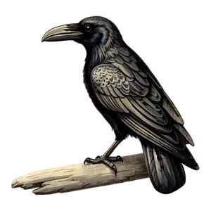 Vintage Engraved Raven PNG Xld79