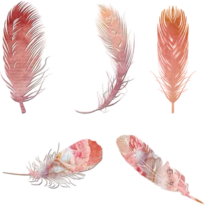 Vintage Feather Collection Clipart PNG image