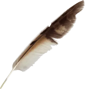 Vintage Feather Quill Pen.png PNG image