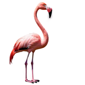 Vintage Flamingo Poster PNG 05062024