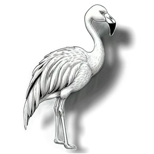 Vintage Flamingo Sketch PNG 06292024 PNG