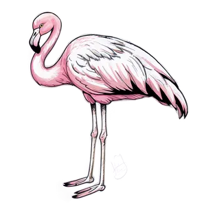 Vintage Flamingo Sketch Png 93 PNG image