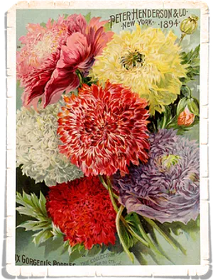Vintage_ Floral_ Art_1894_ Henderson