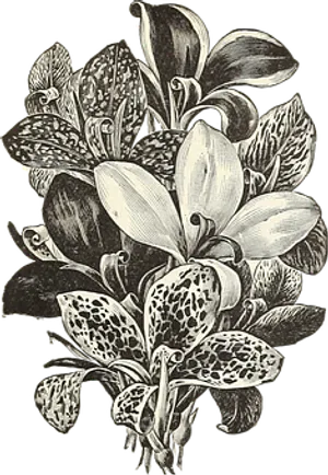 Vintage Floral Illustration