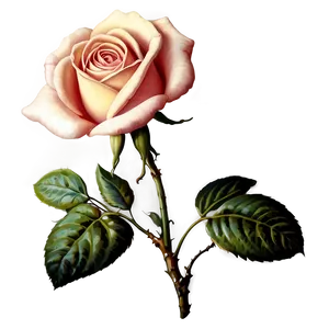 Vintage Floral Rose Png 8 PNG image