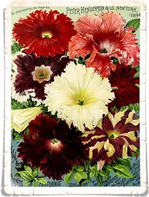 Vintage Floral Seed Catalog Cover1894