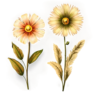 Vintage Flower Collection PNG Mga PNG