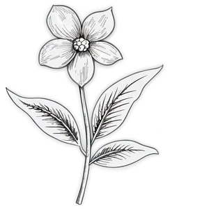 Vintage Flower Sketch Png 06272024 PNG image