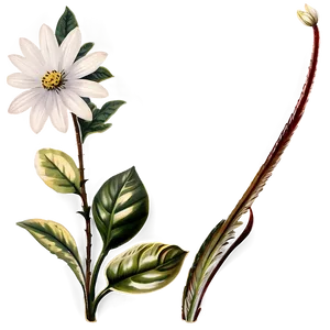 Vintage Flower Transparent PNG Tyw