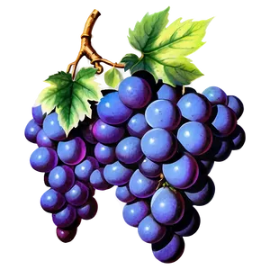 Vintage Grape PNG Yuy9 PNG
