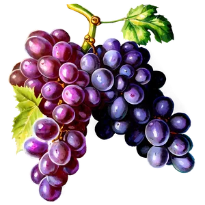 Vintage Grapes PNG Sbr97 PNG