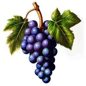 Vintage Grapes PNG Uub PNG