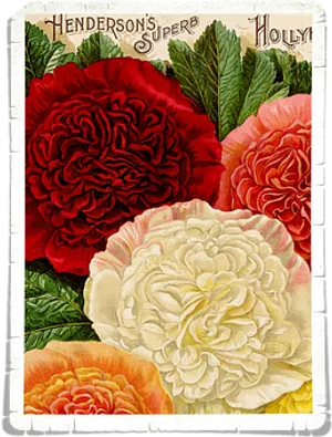 Vintage_ Hollyhock_ Seed_ Packet_ Illustration