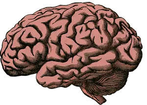 Vintage Human Brain Illustration PNG image