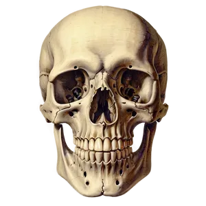 Vintage Human Skeleton Drawing PNG 73
