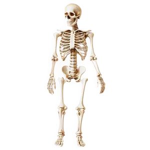 Vintage Human Skeleton Drawing PNG Omm PNG
