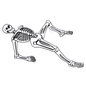 Vintage Human Skeleton Drawing PNG Tgd PNG