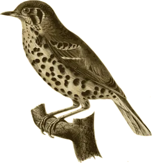 Vintage Illustrated Bird