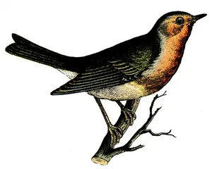 Vintage Illustrated Bird PNG image