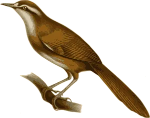 Vintage_ Illustrated_ Bird