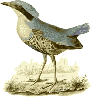Vintage Illustrated Bird