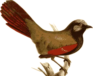 Vintage Illustrated Bird