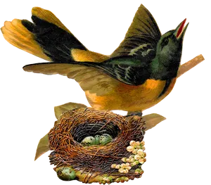 Vintage Illustrated Birdand Nest
